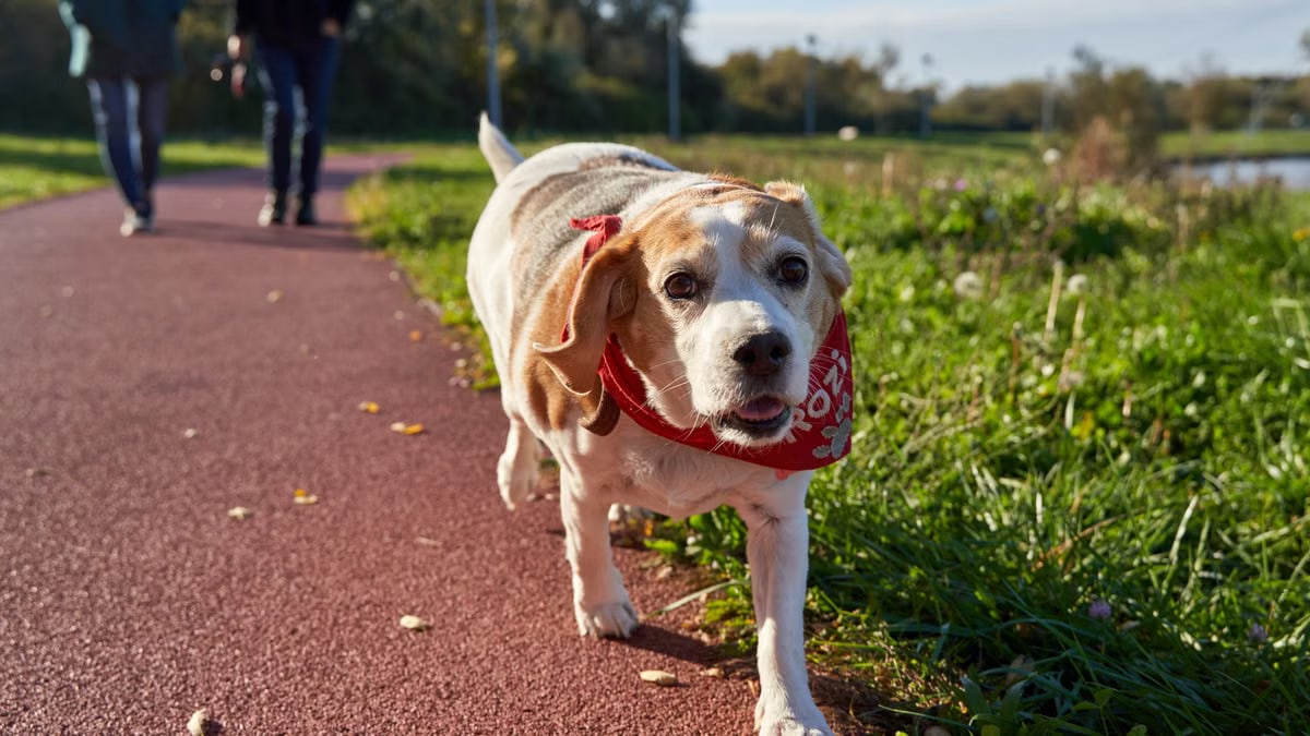 A beagle wearing a red scarf takes a walk in a sunny park, Pécs.